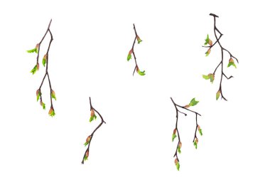 Bahar zamanı çiçek açan tomurcuklarla izole edilmiş gerçekçi huş dalları. Paskalya sembolü. Suluboya elle boyanmış elementler beyaz arkaplanda izole edilmiş.