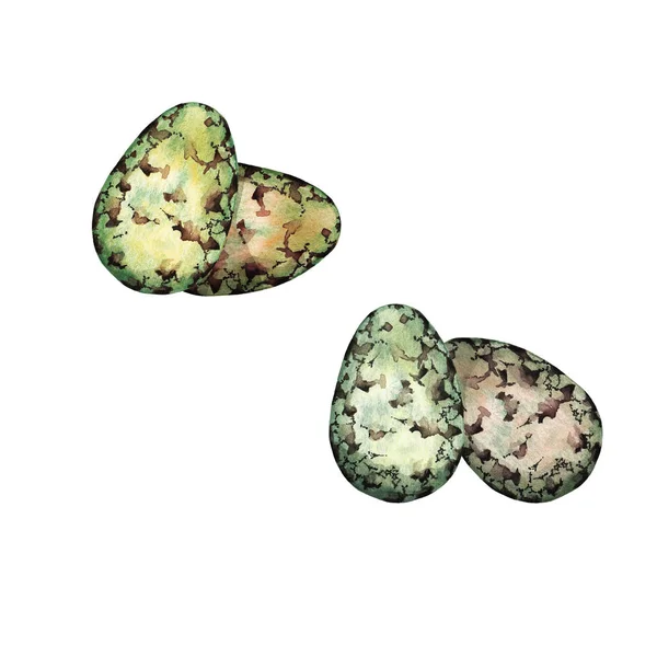Дві Пари Реалістичних Ізольованих Перепелиних Яєць Строкаті Плямисто Сіро Зелені — стокове фото