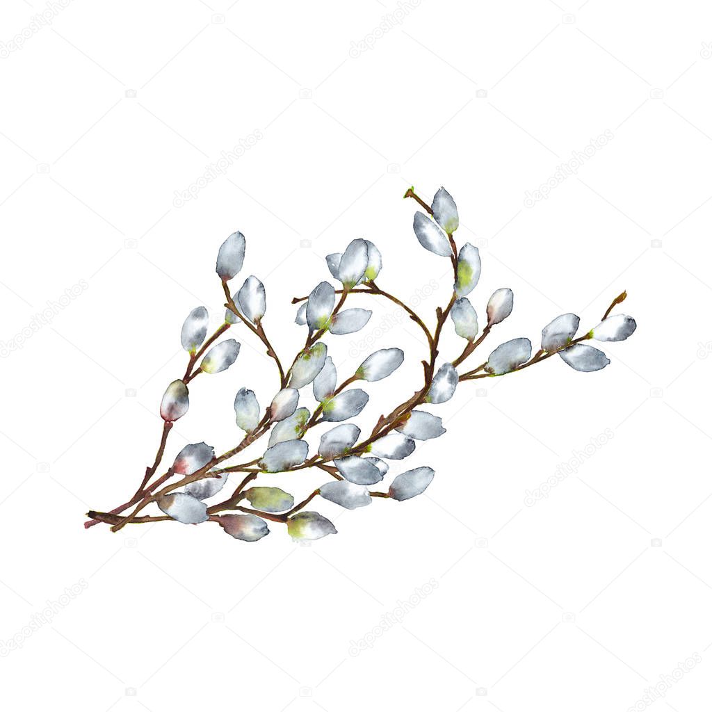Bouquet of realistic willow branches in lying position with blooming fluffy buds. Easter and spring time symbol. Watercolor hand painted elements isolated on white background.