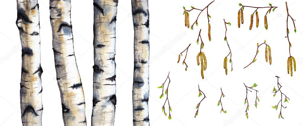 Big set of realistic birch forest isolated elements. Tree's trunks, young branches in spring time with blooming buds and catkins. Hand painted watercolor.
