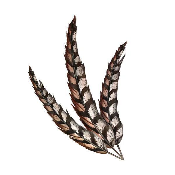 Composizione Delle Piume Realistiche Degli Uccelli Fagiano Accessori Abbigliamento Grezzi — Foto Stock