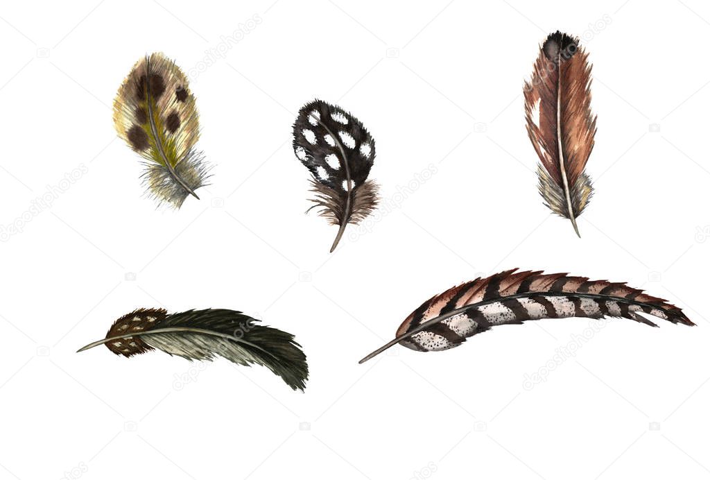 Set of of realistic domestic and wild birds feathers. Guinea fowl, quail, pheasant, partridge, duck. Watercolor hand painted isolated elements on white background.