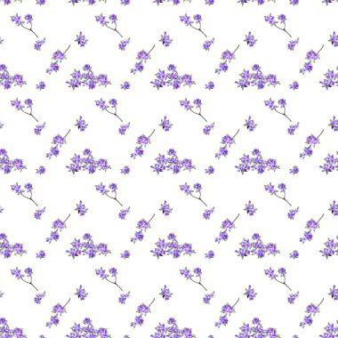 Geometrik sırayla leylak dallarının güzel narin, narin bahar gerçekçi deseni. Şenlikli baskılar için doku. Suluboya elle beyaz arkaplana izole elementler çizdi.