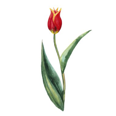 Çiçek açmanın başlangıcındaki gerçekçi kırmızı lale. Vahşi çayır bahar çiçeği. Suluboya elle beyaz arkaplana izole elementler çizdi.