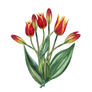 Gerçekçi bir buket kırmızı lale. Tomurcuklanma ve tomurcuklanma. 8 Mart Kadınlar Günü için klasik bir hediye. Suluboya elle beyaz arkaplana izole elementler çizdi.