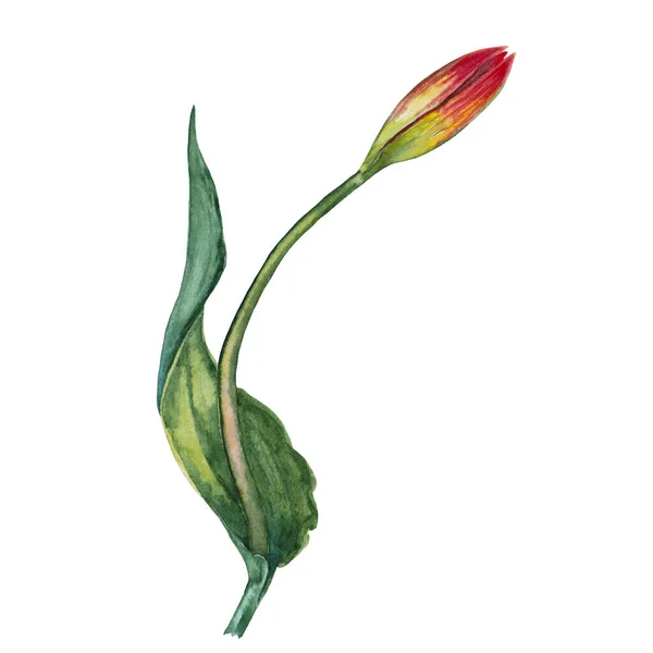 Realistyczny Czerwony Tulipan Okresie Pączków Dziki Wiosenny Kwiat Łąki Akwarela — Zdjęcie stockowe