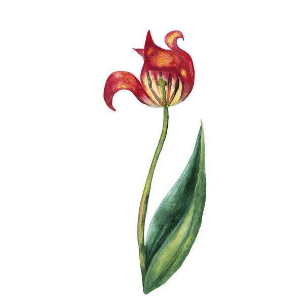 Realistic red tulip in the finish period of flowering. Wild meadow spring flower. Watercolor hand painted isolated elements on white background.