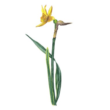 Sapında yarı profil pozisyonunda iki yaprak olan gerçekçi sarı narsisli. Kokulu çuha çiçeği, geleneksel bahar çiçeği. Suluboya elle beyaz arkaplana izole elementler çizdi.