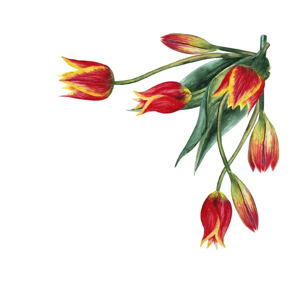 Hoek Bovenste Decoratie Van Realistische Rode Tulpen Bloeiend Knoppen Bloeiwijzen — Stockfoto