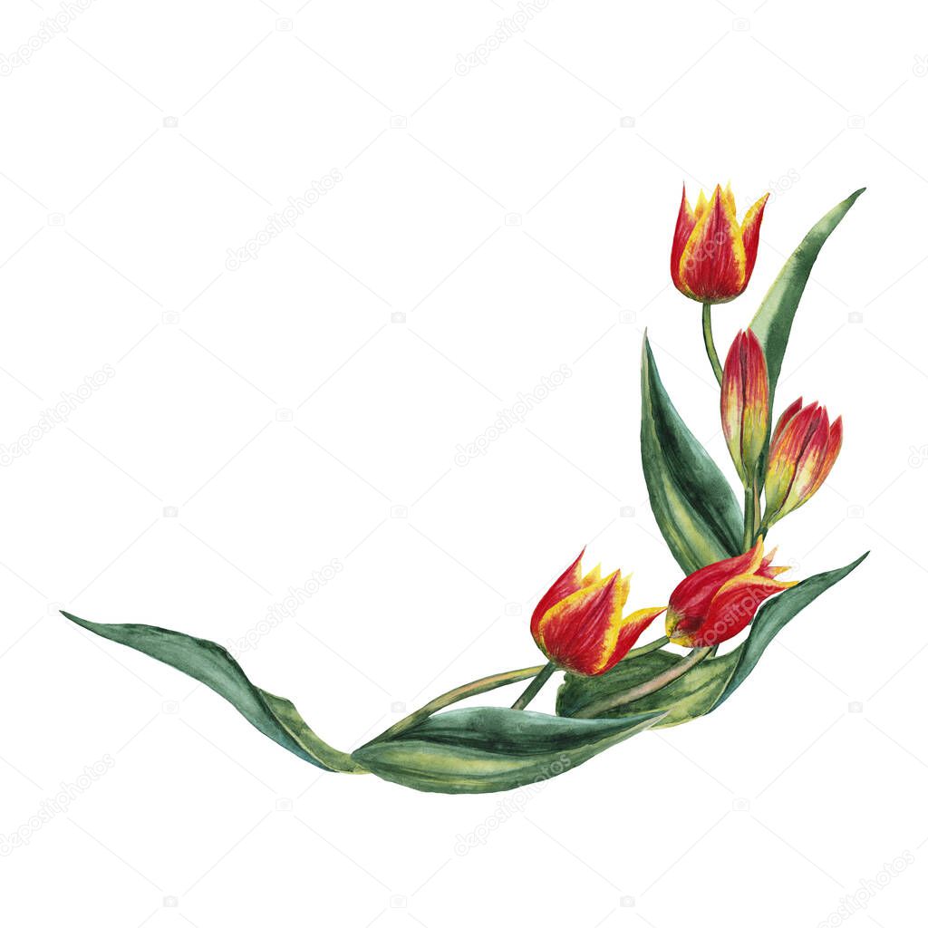 Semi round garland of realistic red tulips. Blossoming and buds inflorescences. Elegant refined ceremonial decoration. Watercolor hand painted isolated elements on white background.