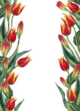 Gerçekçi kırmızı lalelerin paralel desenli kusursuz dikey çerçevesi. Zarif rafine edilmiş törensel ve şenlikli dekorasyon. Suluboya elle beyaz arkaplana izole elementler çizdi.