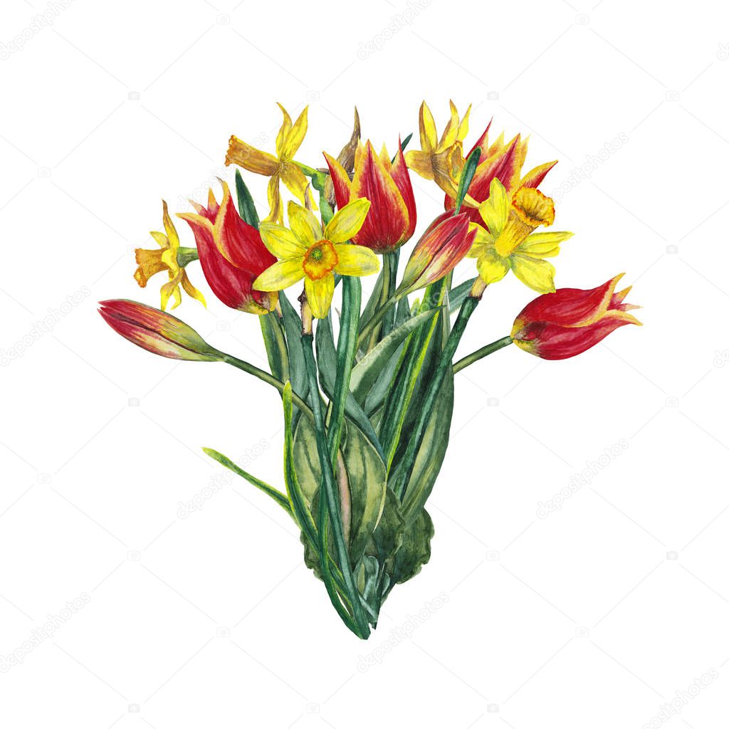 Bouquet of realistic blooming fresh spring flowers. Yellow narcissuses and red tulips. Classic women's day gift 8 of March. Watercolor hand painted isolated elements on white background.