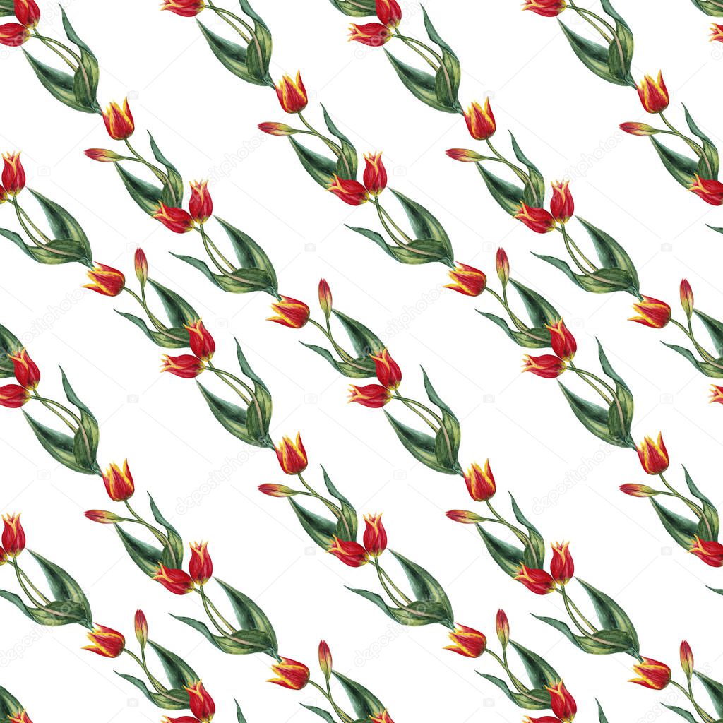 Seamless pattern of realistic red tulips on stems with leaves in diagonal line order. Wild meadow spring flowers in natural growth. Watercolor hand painted isolated elements on white background.