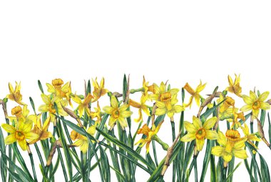 Sapları kaotik düzende yapraklarla kaplı gerçekçi sarı narsistlerin kusursuz sınırı. Vahşi çayırlar bahar çiçekleri doğal olarak büyür. Suluboya elle beyaz arkaplana izole elementler çizdi.