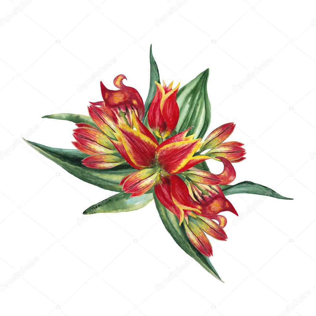 Floral composition of realistic blooming fresh spring flowers. Red tulips in top view. 8 of March gift. Watercolor hand painted isolated elements on white background.