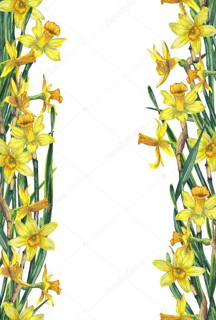 Vertical frame in seamless parallel borders of realistic yellow narcissuses on stems with leaves. Wild meadow spring flowers. Watercolor hand painted isolated elements on white background.