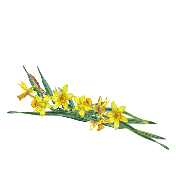 Guirnalda Narcisos Amarillos Realistas Hojas Verdes Inflorescencias Florecientes Decoración Festiva — Foto de Stock