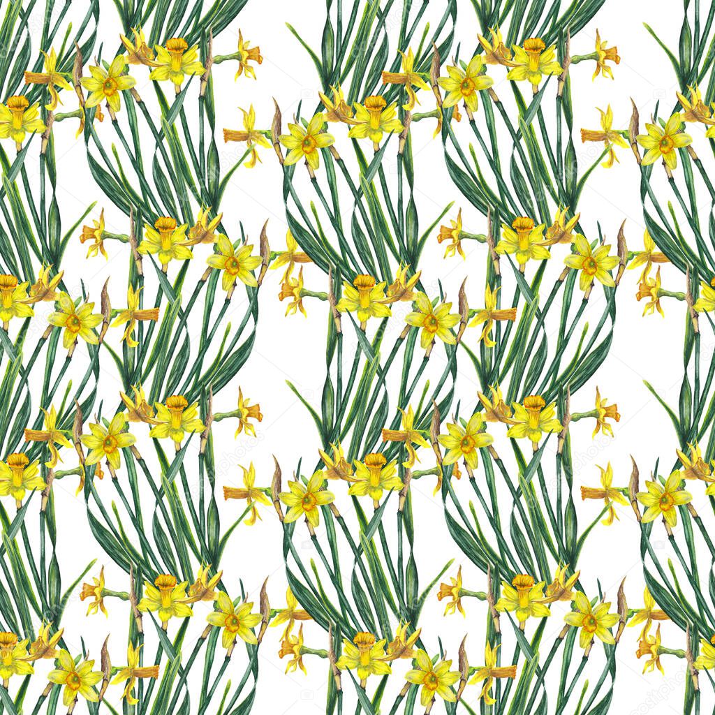 Seamless pattern of realistic yellow narcissuses on stems with leaves. Spring blossoming flowers in wave lines. Watercolor hand painted isolated elements on white background.