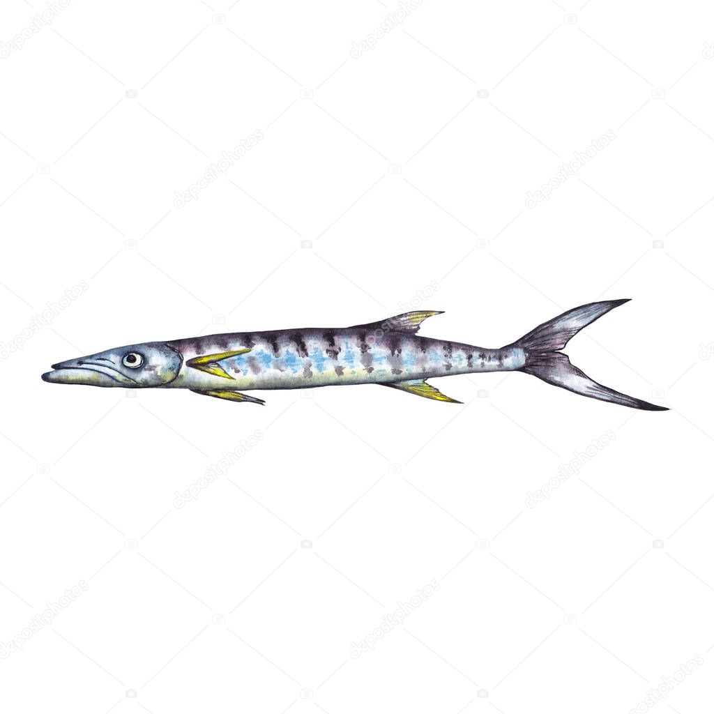 Thin long sharp marine fish in blue and yellow colours. Illustration in close to actual image. Watercolor hand painted isolated elements on white background.
