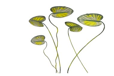 Uzun, terk edilmiş nehir ya da göl bitkilerinin çizimi. Su altında tatlı su yosunlarının vahşi dünyası. Suluboya elle beyaz arkaplana izole elementler çizdi.