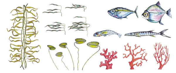 Набор Реалистичных Различных Рыб Морских Светло Красных Кораллов Водорослей Водорослей — стоковое фото