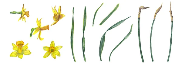 Σετ Ναρκισσιστών Κίτρινο Ρεαλιστικό Ανοιξιάτικο Λουλούδι Μπουμπούκια Κοτσάνια Φύλλα Διακόσμηση — Φωτογραφία Αρχείου