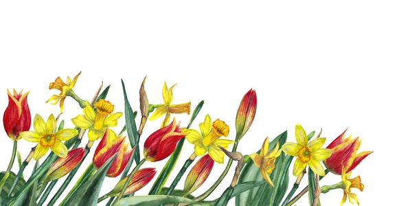 Borde Inferior Flores Primavera Realistas Narcisos Amarillos Tulipanes Rojos Tallos — Foto de Stock