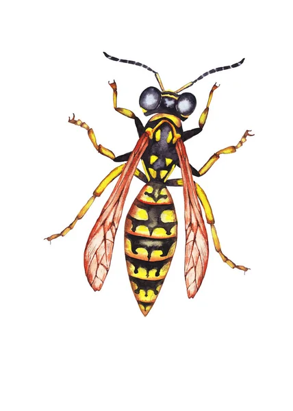 Illustration Colorful Big Alive Realistic Yellow Wasp Top View Watercolor — Stock Photo, Image