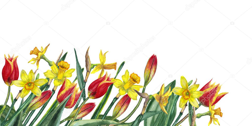 Bottom border of realistic spring flowers. Yellow narcissuses and red tulips on stems with leaves. Festive banner for memorial day. Watercolor hand painted isolated elements on white background.
