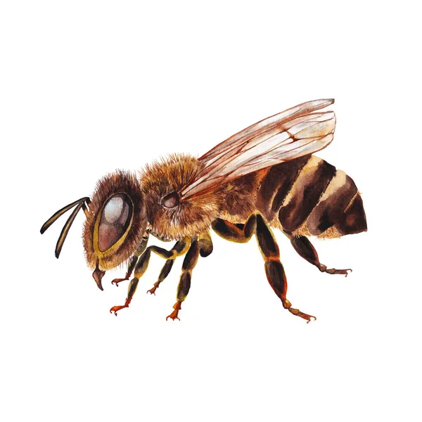 侧面的彩色大而逼真的棕色蜜蜂图解 水彩画在白色背景上的孤立元素 — 图库照片