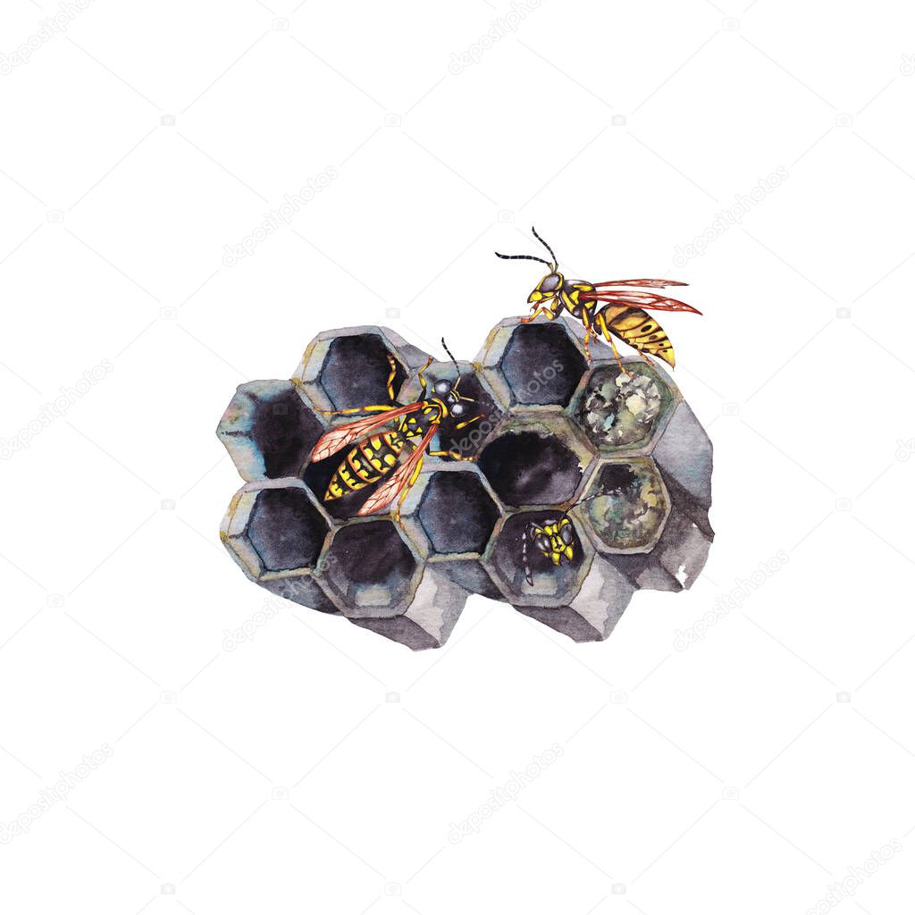 Big realistic wasp's grey combs with open and closed cells and wasps on the surface. Fragment of macro view. Watercolor hand painted isolated elements on white background.