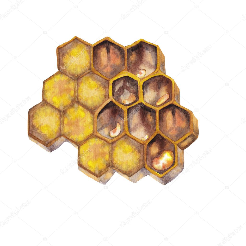 Illustration of colorful big bees' combs with closed and open cells and honey inside in macro view. Watercolor hand painted isolated elements on white background.