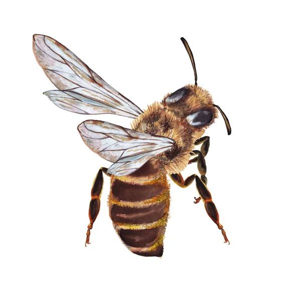 Illustration Colorful Big Alive Realistic Brown Bee Flying Watercolor Hand — Stock Photo, Image