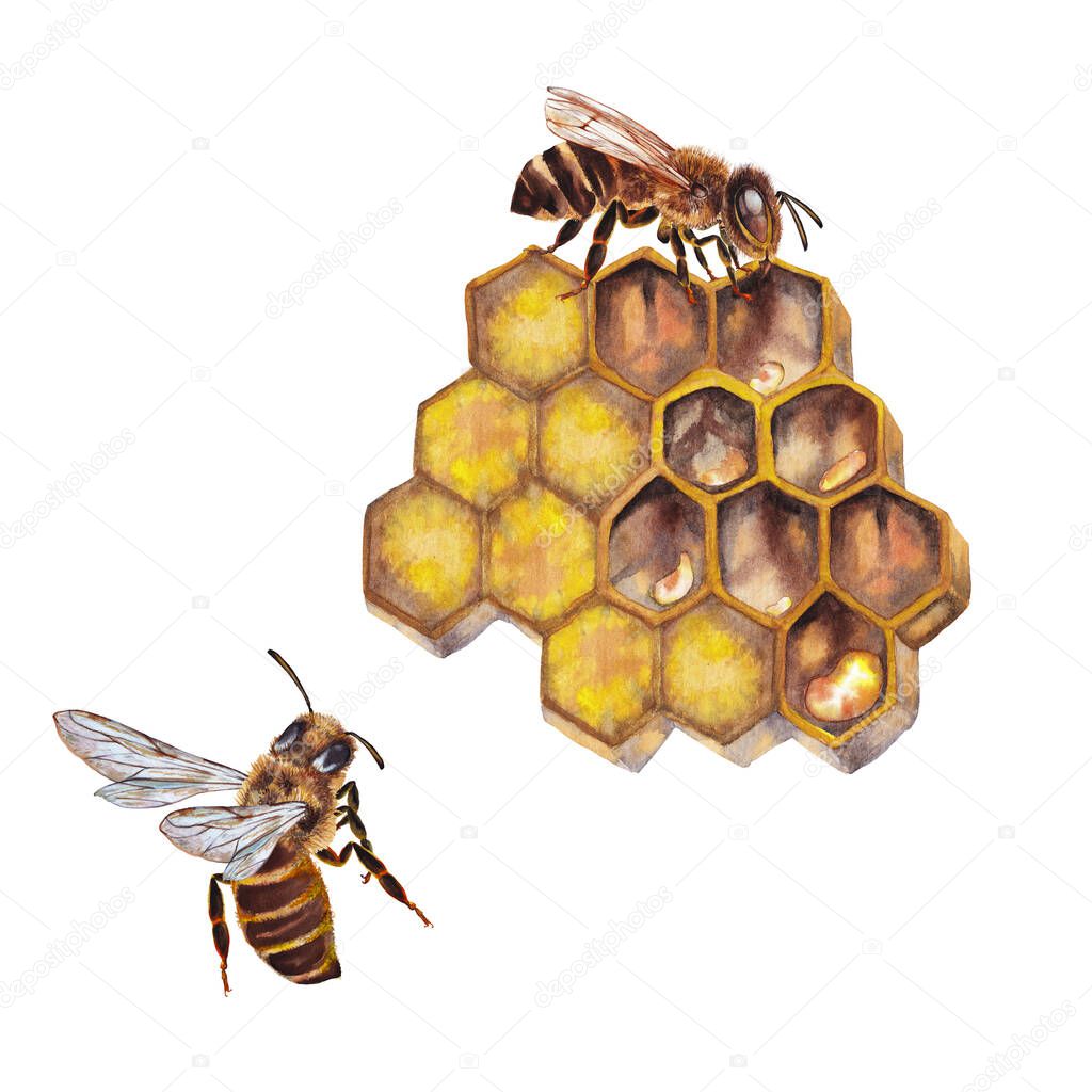 Illustration of colorful honey comb with two big alive realistic brown bees. Watercolor hand painted isolated elements on white background.