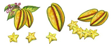 Büyük bir Carambola seti. Yaprakları ve çiçekleri olan, tek ve dilimli renkli bir yıldız meyvesi. Suluboya elle beyaz arkaplana izole elementler çizdi.