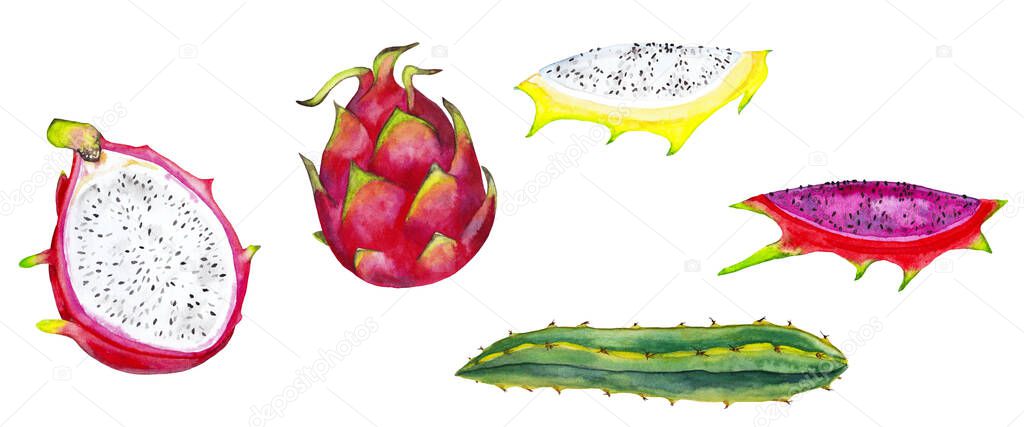 Big set of realistic pitahaya. Colorful whole dragon fruit, half past, slices and cactus. Watercolor hand painted isolated elements on white background.