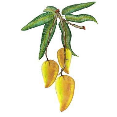 Gerçekçi sarı Tayland mangosu. Yapraklarla dolu dallarda renkli olgun meyveler. Ünlü tropikal yiyecekler. Suluboya elle beyaz arkaplana izole elementler çizdi.