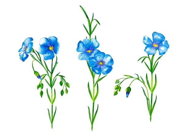 Clipart Plantas Lino Realistas Colorido Prado Delicado Flores Azules Brotes — Foto de Stock