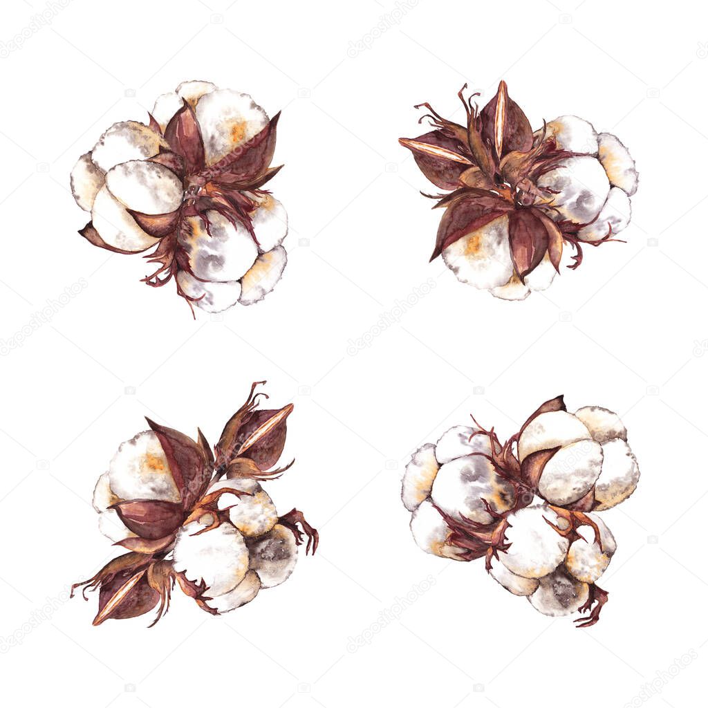 Clipart of realistic cotton plants. Colorful delicate floristic bouquets of boxes and buds.  Watercolor hand painted isolated elements on white background.