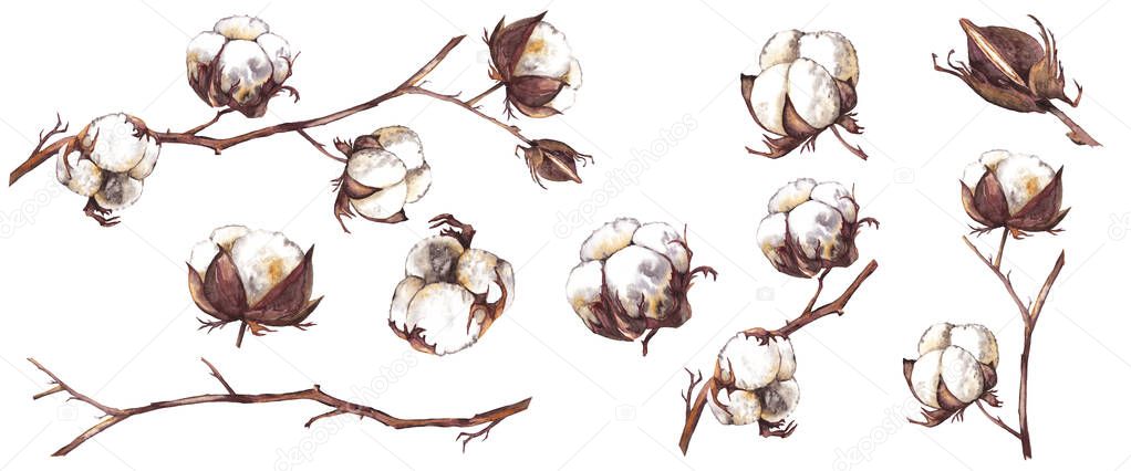 Clipart of realistic cotton plant. Colorful dry branches, boxes and buds.  Watercolor hand painted isolated elements on white background.