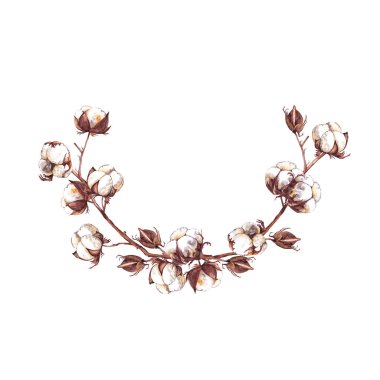 Gerçekçi kuru pamuk dallarından, kutulardan ve tomurcuklardan oluşan yarı yuvarlak çiçek çelenkleri. Renkli hassas kart. Suluboya elle beyaz arkaplana izole elementler çizdi.