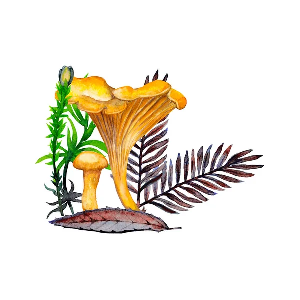 Reális Erdei Növények Illusztrációja Színes Nagy Kis Chanterelle Gomba Virág — Stock Fotó