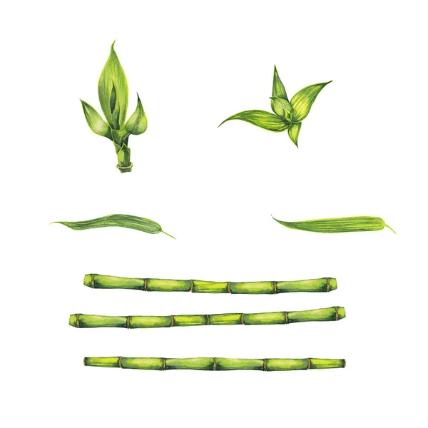 Uppsättning Färgglada Realistiska Bambuväxter Gröna Stjälkar Blad Och Unga Groddar — Stockfoto