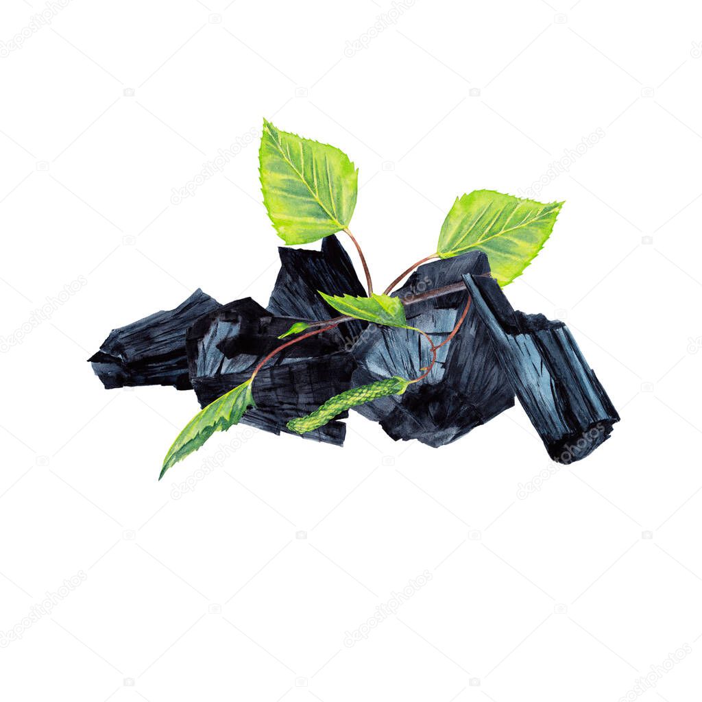 Charcoal and fresh plant. Natural pieces of black coal with green birch branch and leaves. Watercolor hand painted isolated elements on white background.