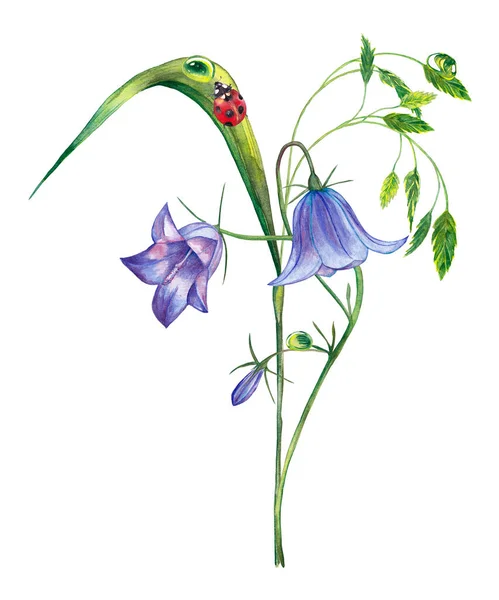 Illustration Realistisk Sommarväxt Färgglada Grönt Gräs Med Spikelet Lila Bellflower — Stockfoto