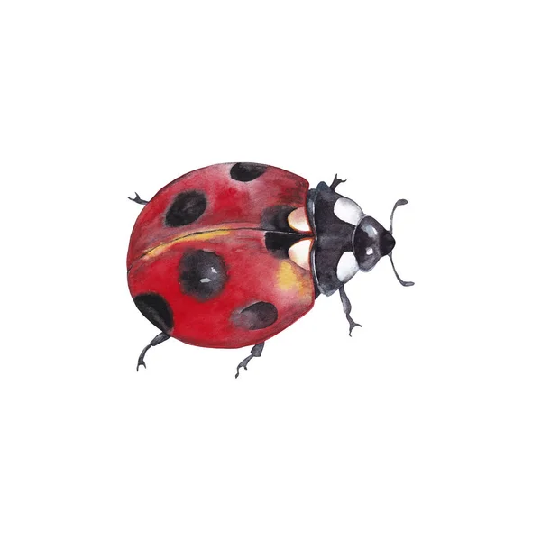 Illustration Realistic Natural Ladybug Insect Closeup Top View Watercolor Hand — Stock Photo, Image