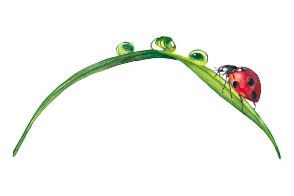 Illustration Realistic Summer Plant Colorful Green Grass Dew Drops Ladybug — Stock Photo, Image