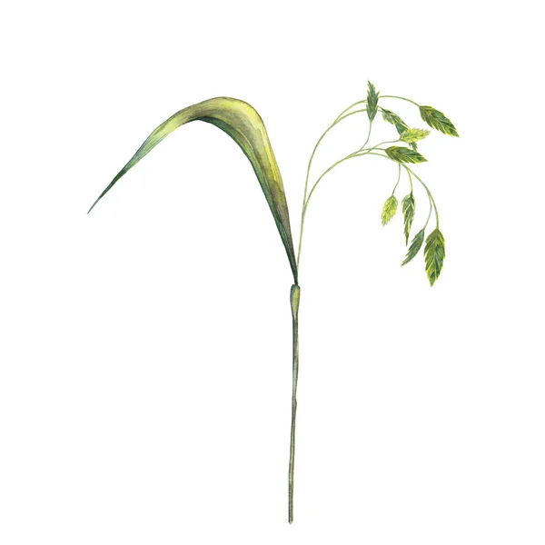 Illustration Realistiska Gräs Spikelet Färgglad Sommaräng Vild Växt Akvarell Handmålade — Stockfoto
