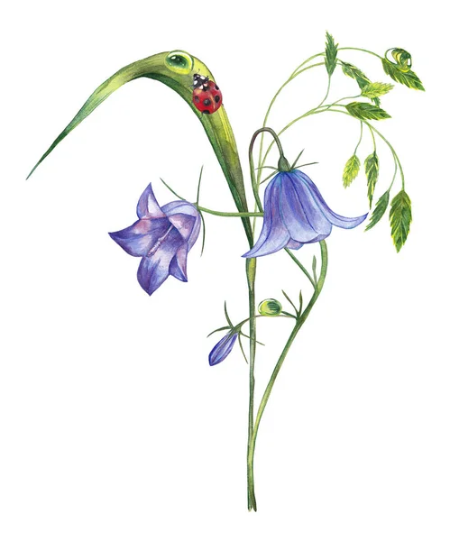 Ilustración Planta Verano Realista Hierba Verde Colorida Con Espiguilla Bellflower Fotos De Stock