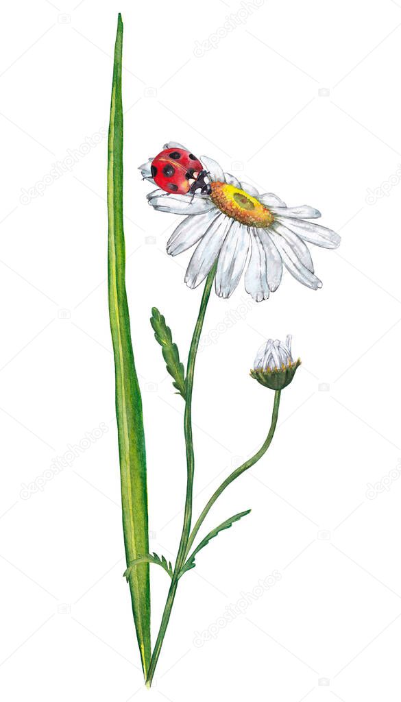 Illustration of realistic summer plant. Colorful green grass with white chamomile and ladybug. Fragment of meadow wildlife. Watercolor hand painted isolated elements on white background.
